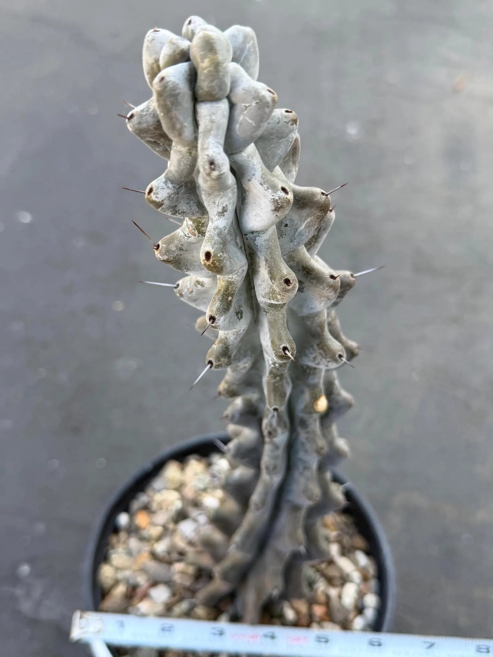 Stenocereus Beneckei Rare Live Cactus – Twisting Collector Specimen Plant