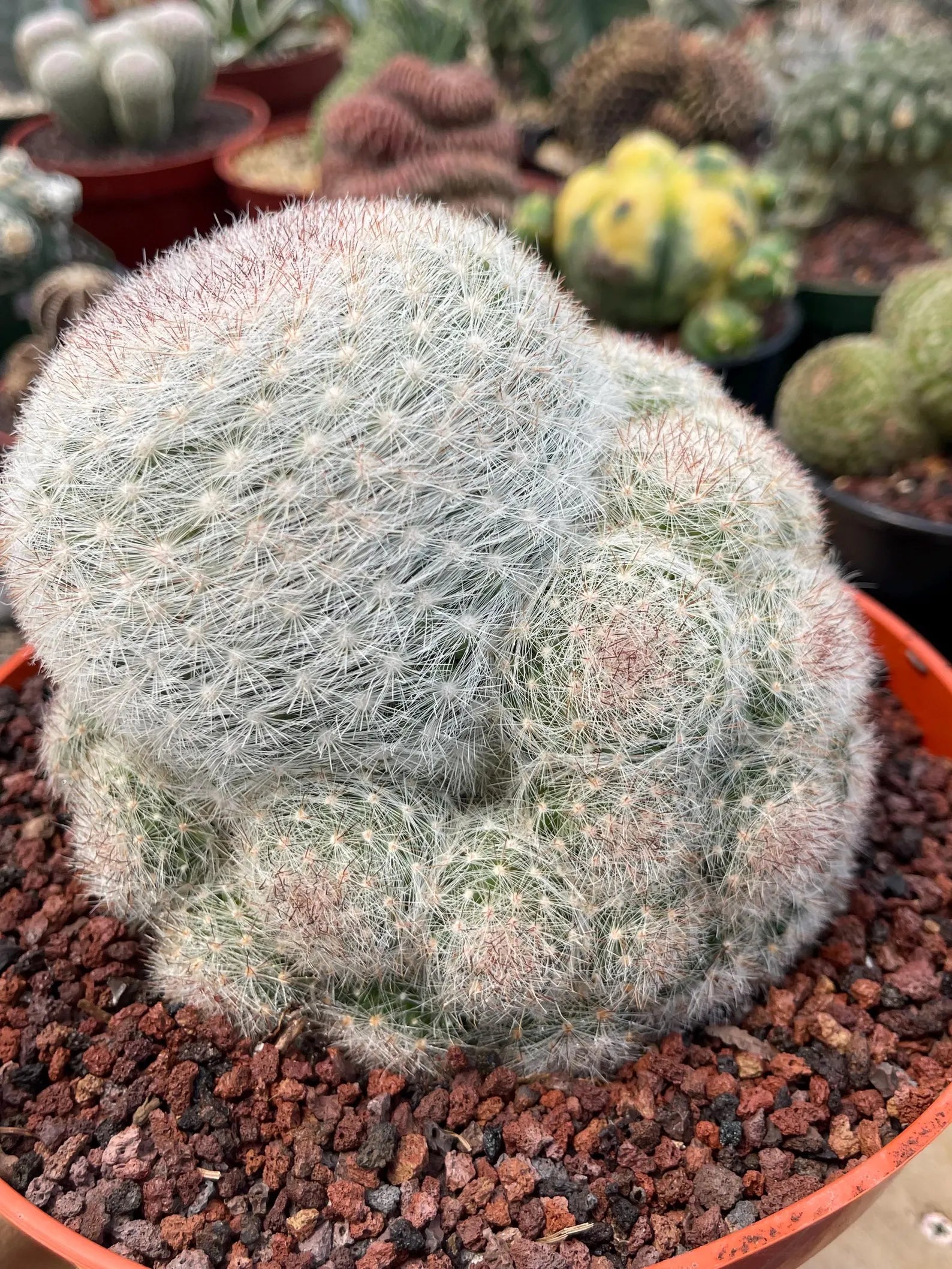 Mammillaria Candida with Pups #628