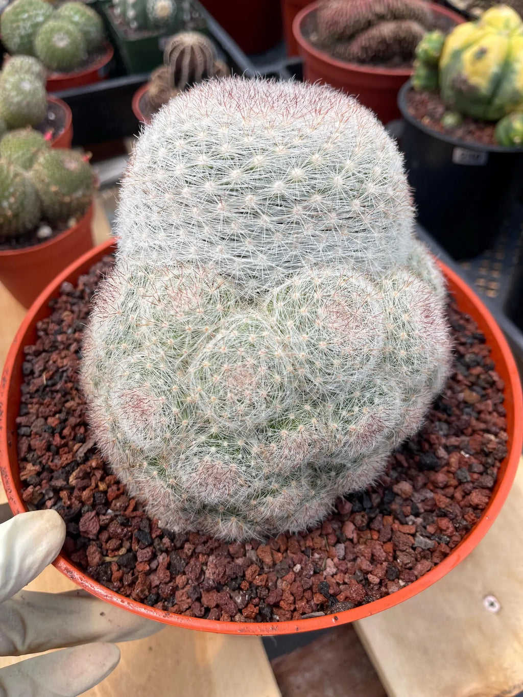 Mammillaria Candida with Pups #628