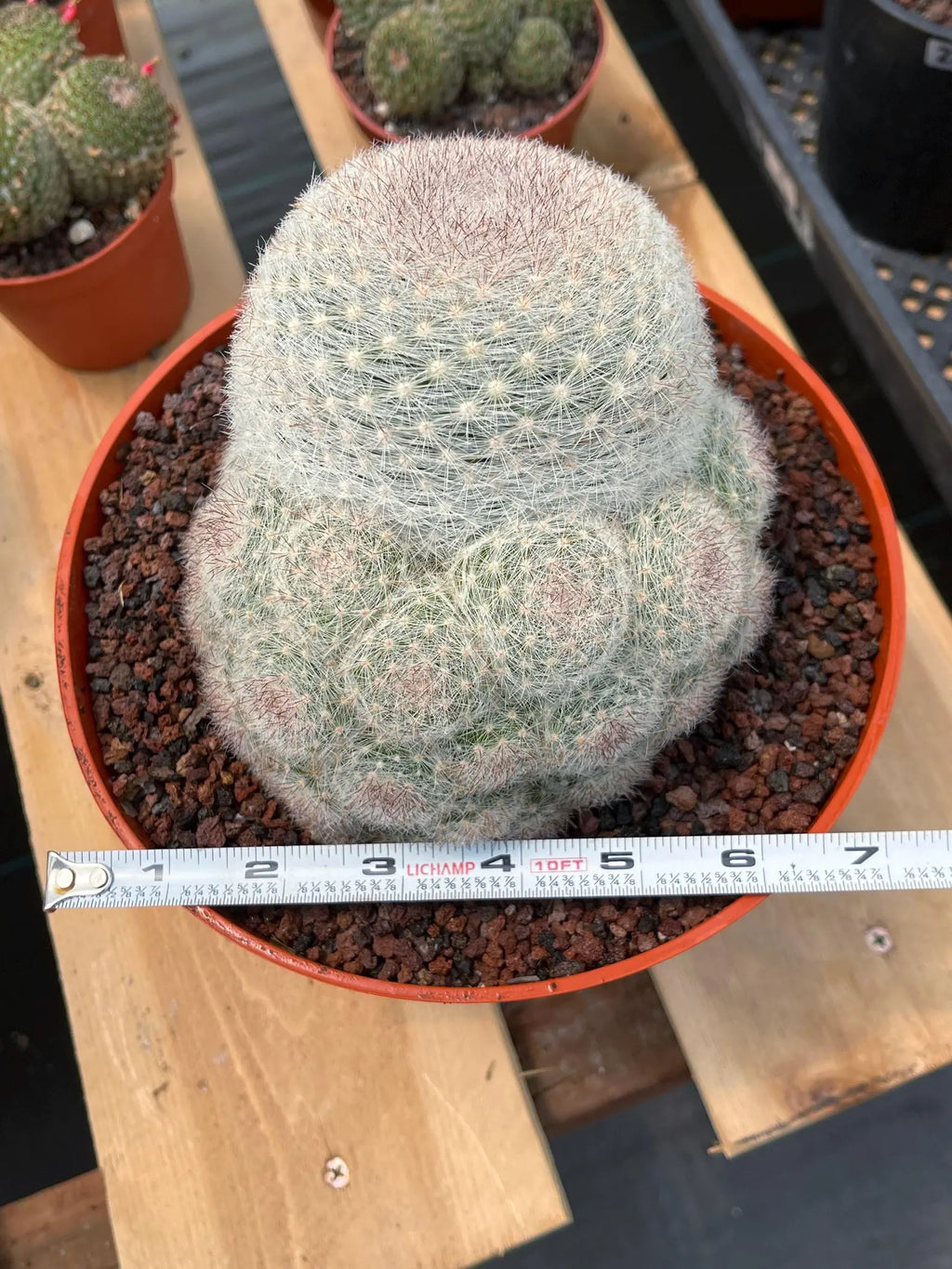 Mammillaria Candida with Pups #628