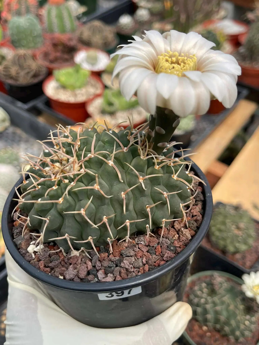 Crested Gymnocalycium Vatteri #397 | Rare Live Crested Cactus