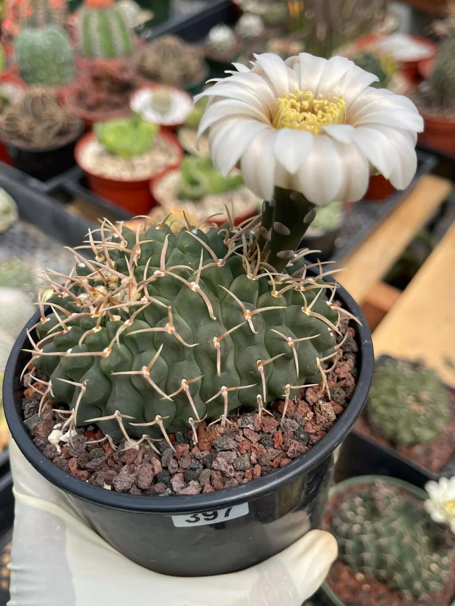Crested Gymnocalycium Vatteri #397 | Rare Live Crested Cactus