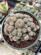 Rebutia Heliosa Cluster | Rare Live Cactus | Own Roots | Collector Cactus | 5" Pot Reference