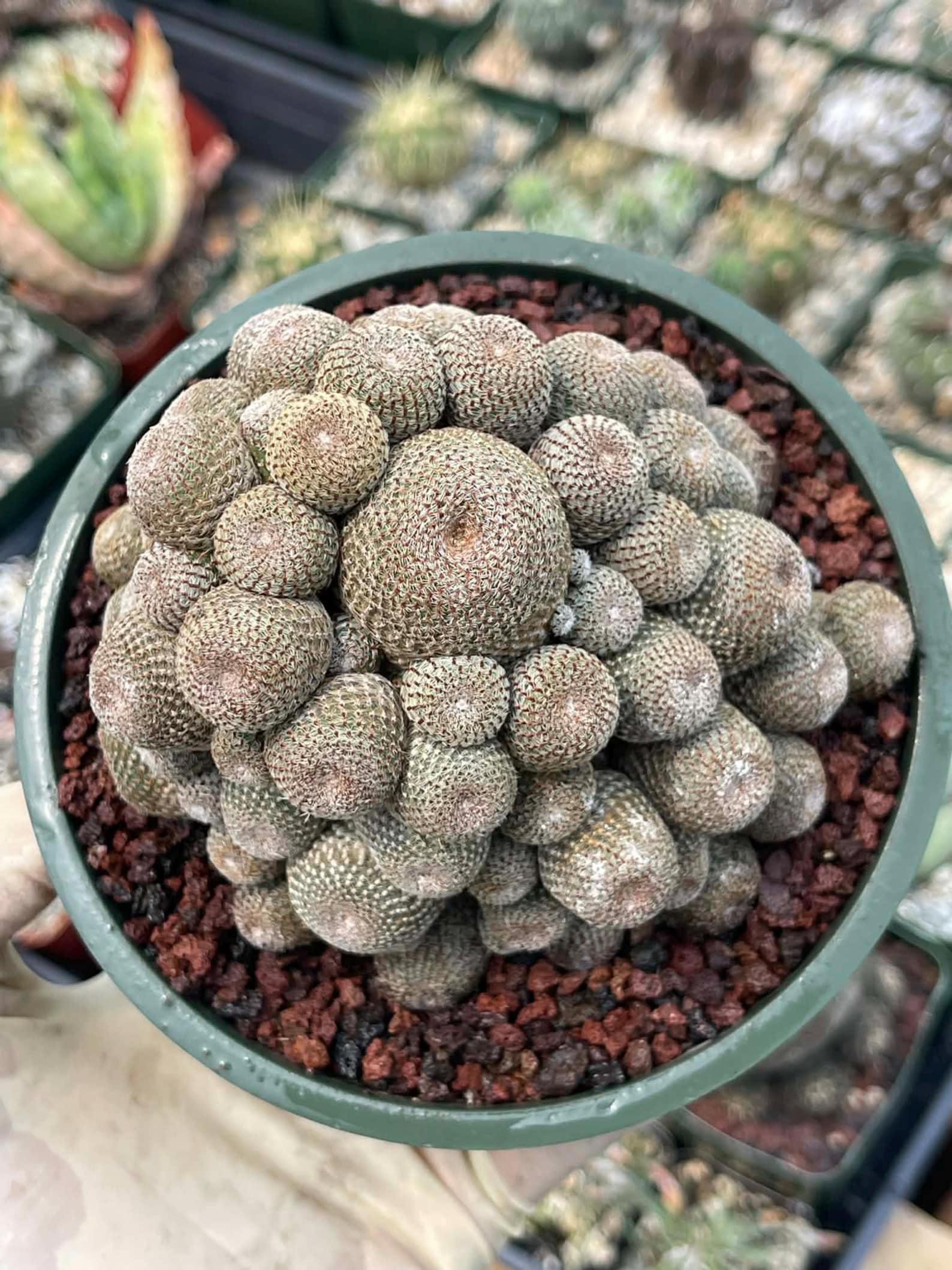 Rebutia Heliosa Cluster | Rare Live Cactus | Own Roots | Collector Cactus | 5" Pot Reference