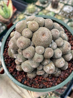 Rebutia Heliosa Cluster | Rare Live Cactus | Own Roots | Collector Cactus | 5" Pot Reference