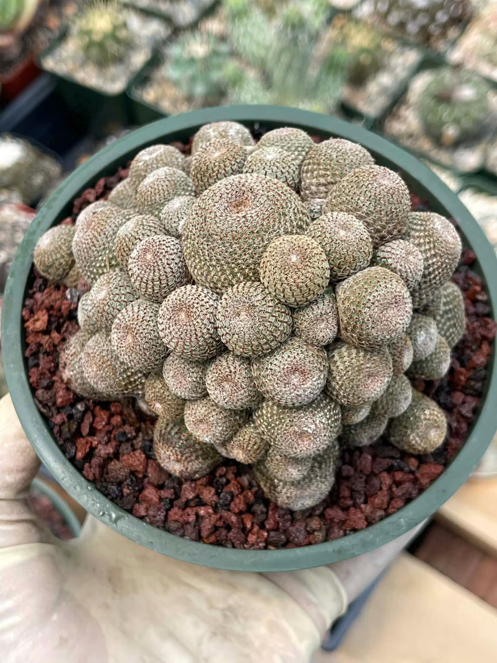 Rebutia Heliosa Cluster | Rare Live Cactus | Own Roots | Collector Cactus | 5" Pot Reference