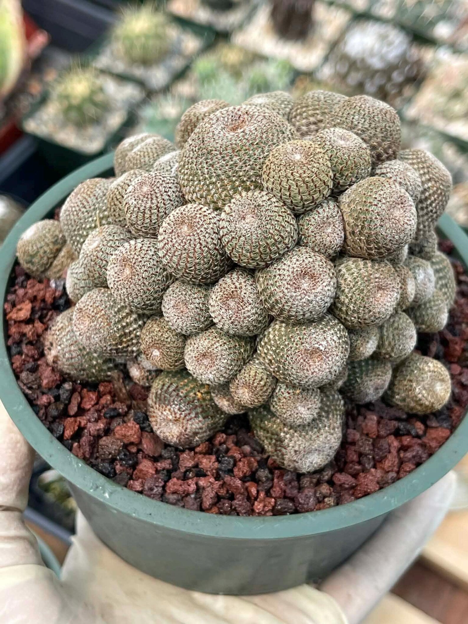 Rebutia Heliosa Cluster | Rare Live Cactus | Own Roots | Collector Cactus | 5" Pot Reference