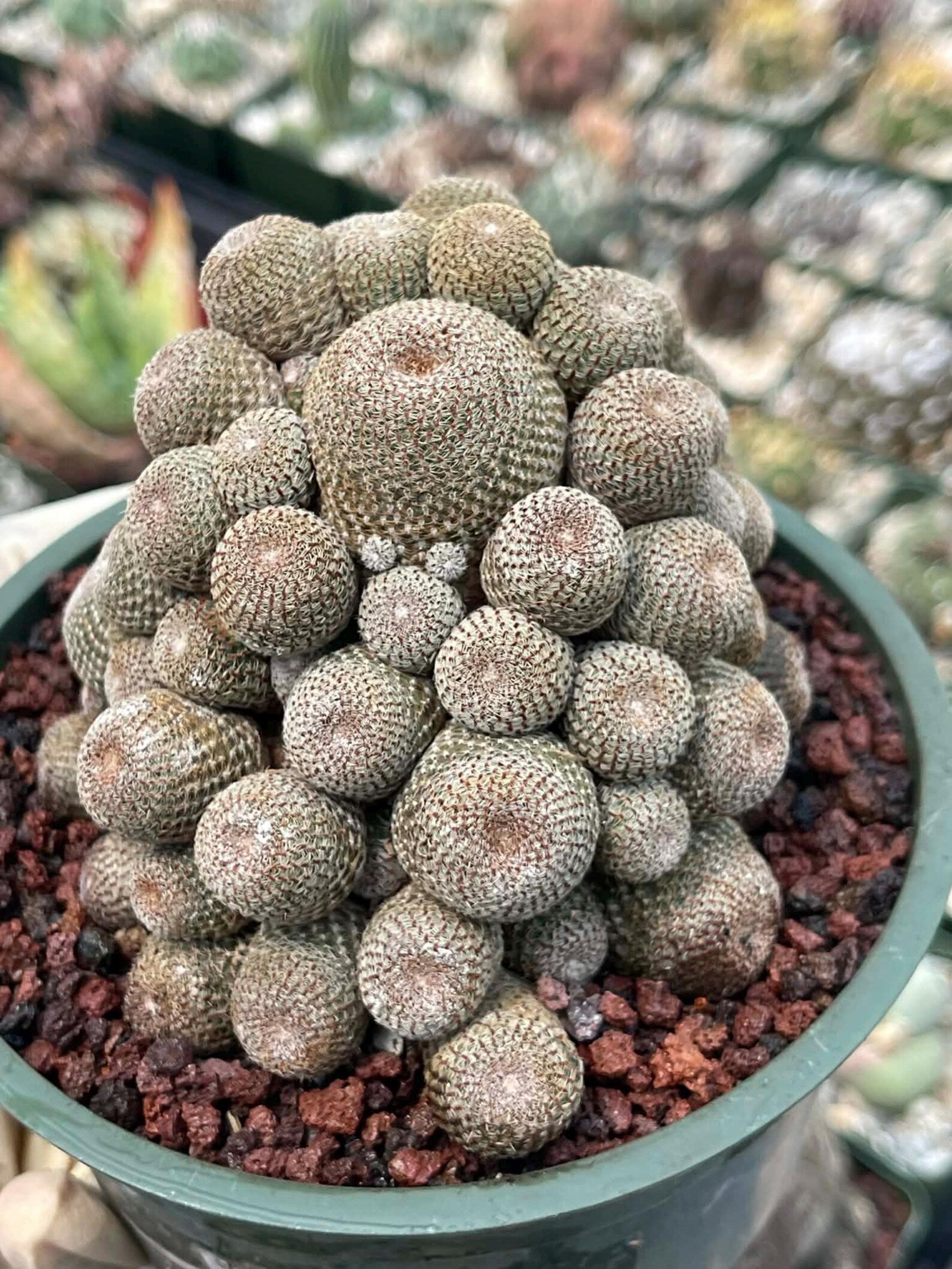 Rebutia Heliosa Cluster | Rare Live Cactus | Own Roots | Collector Cactus | 5" Pot Reference