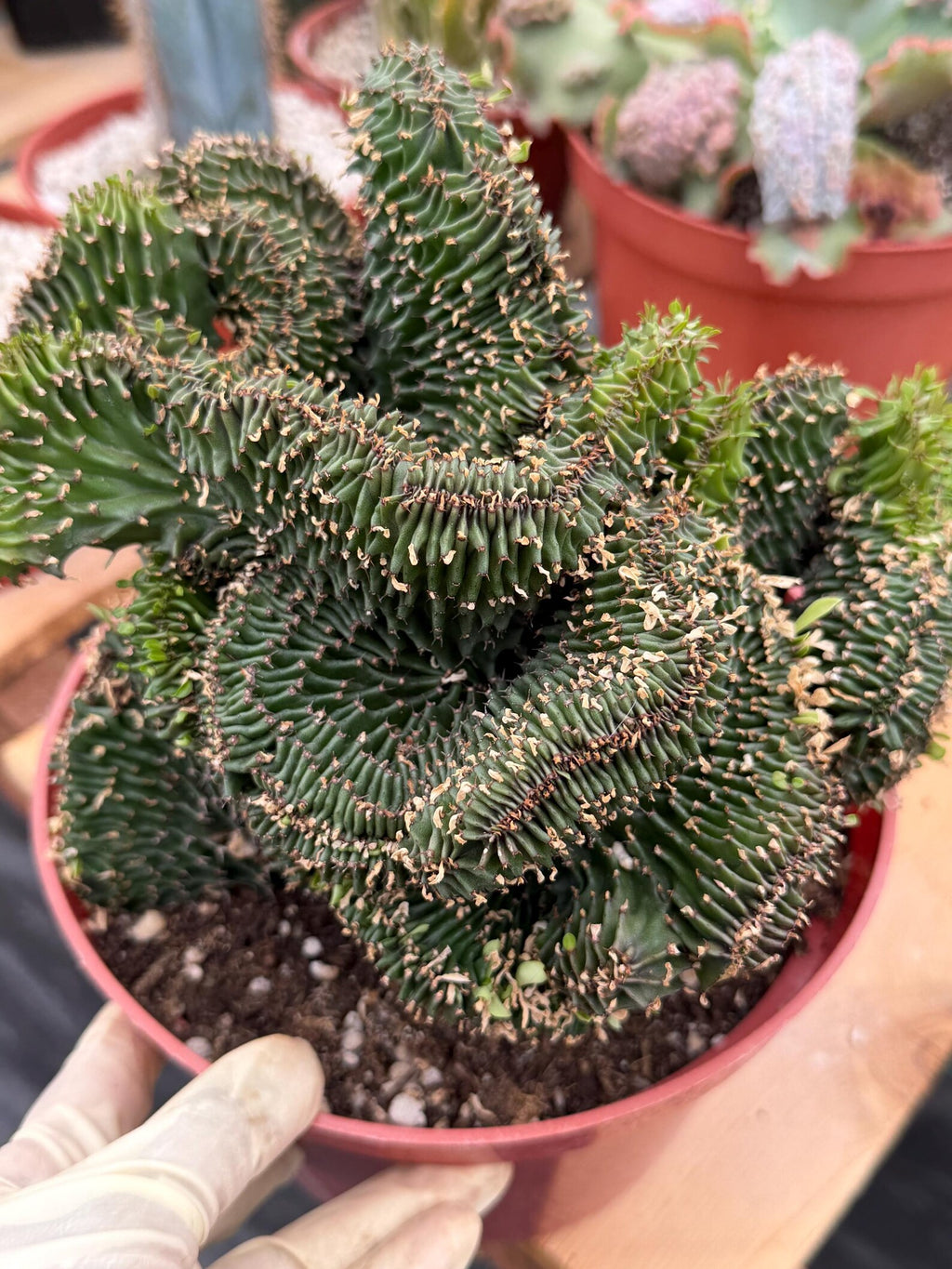 Crested Euphorbia Ammak | Rare Live Succulent Plant #747