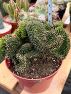 Crested Euphorbia Ammak | Rare Live Succulent Plant #747