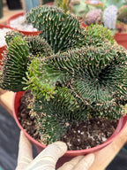 Crested Euphorbia Ammak | Rare Live Succulent Plant #747