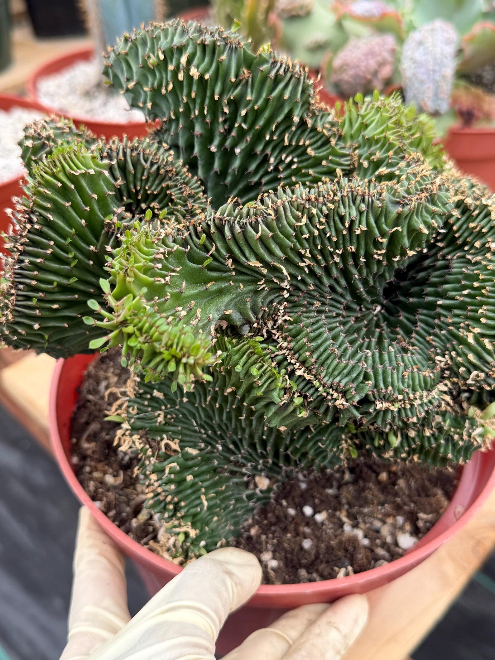Crested Euphorbia Ammak | Rare Live Succulent Plant #747