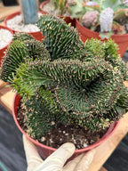 Crested Euphorbia Ammak | Rare Live Succulent Plant #747