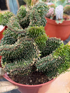 Crested Euphorbia Ammak | Rare Live Succulent Plant #747