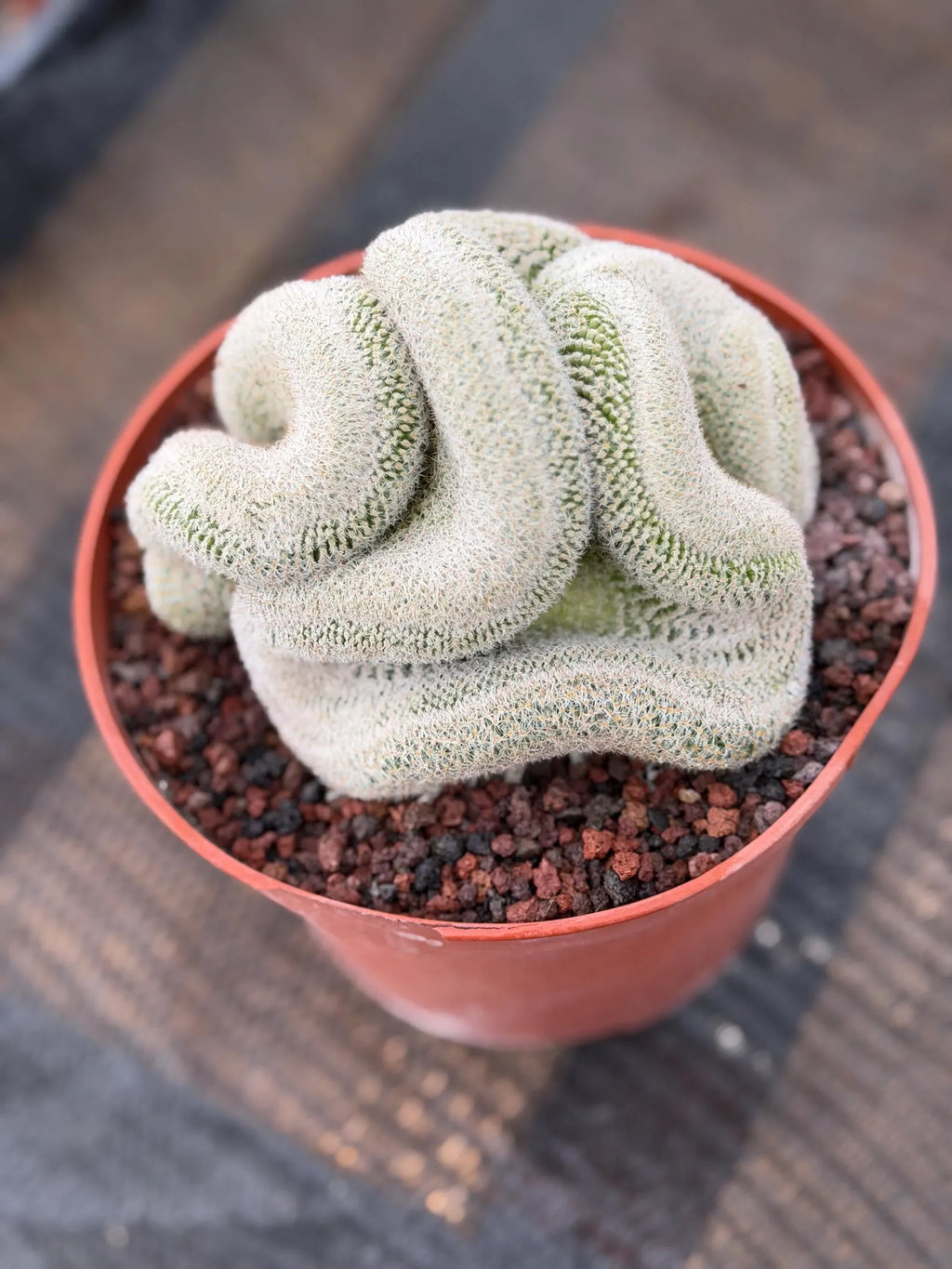 Mammillaria Perbella Crested Seed Grown Cactus #770