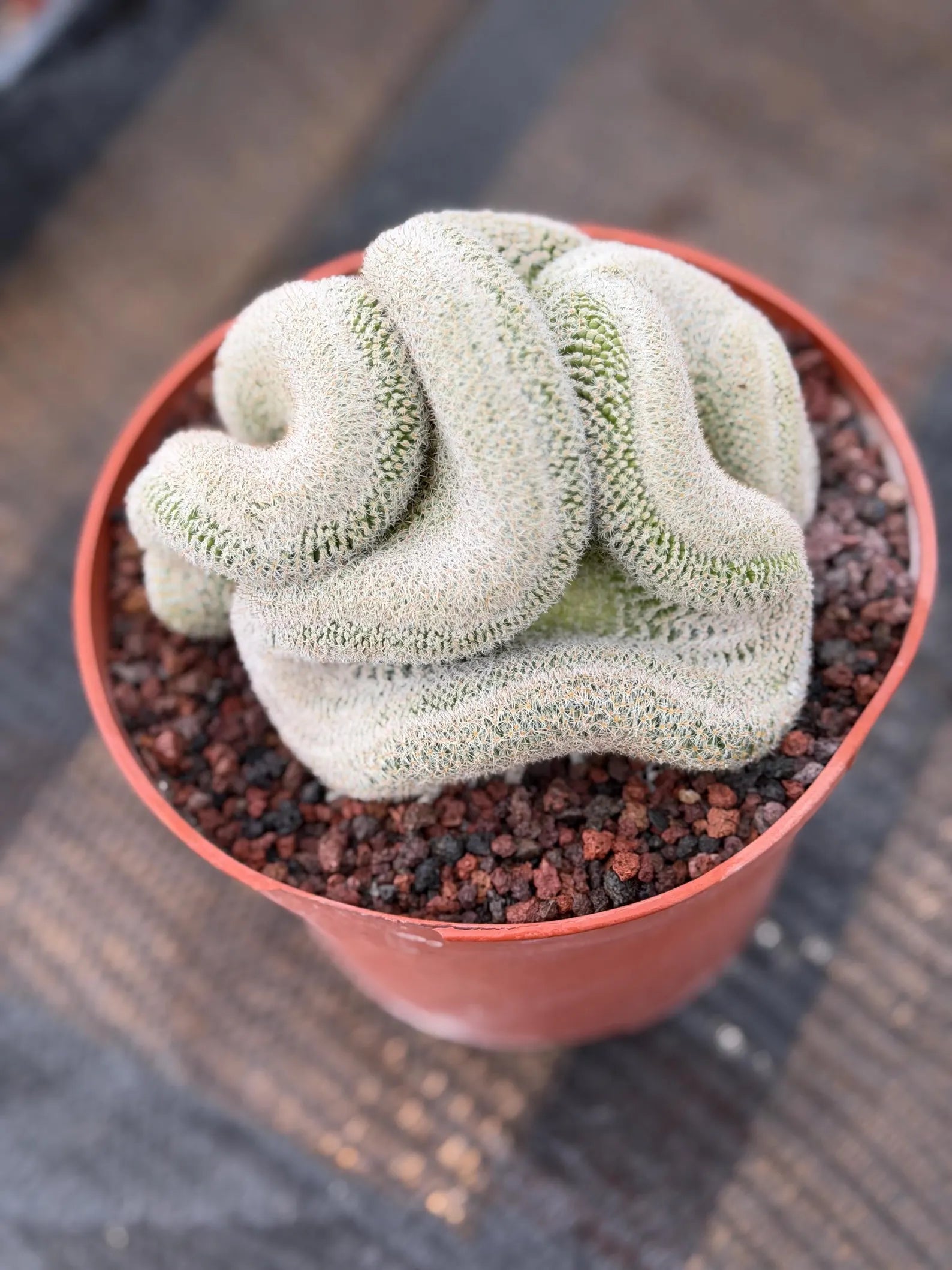 Mammillaria Perbella Crested Seed Grown Cactus #770