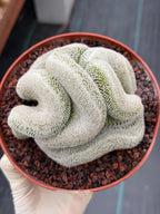 Mammillaria Perbella Crested Seed Grown Cactus #770