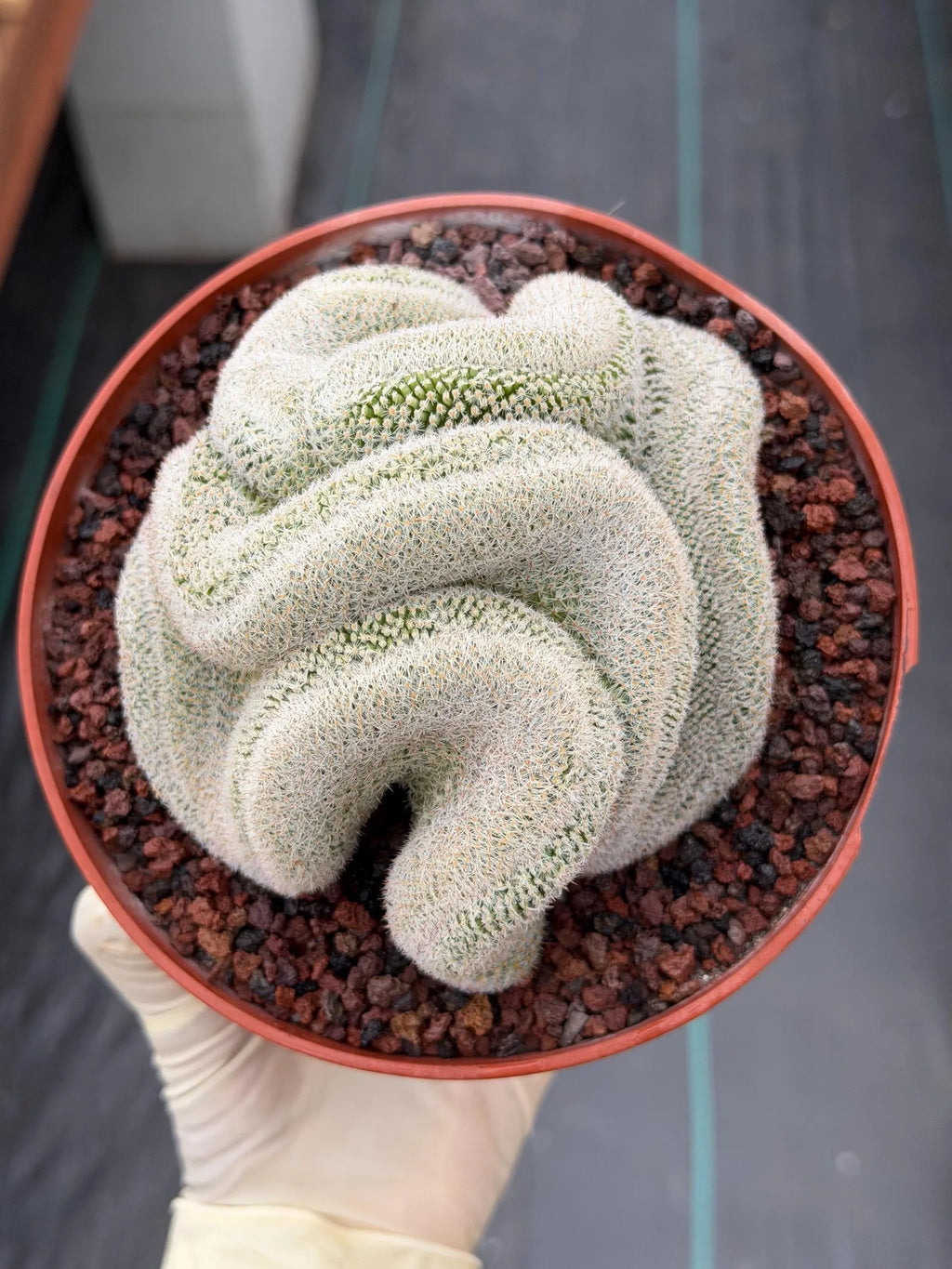 Mammillaria Perbella Crested Seed Grown Cactus #770