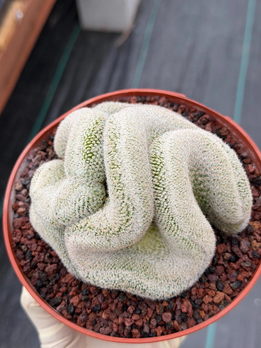 Mammillaria Perbella Crested Seed Grown Cactus #770