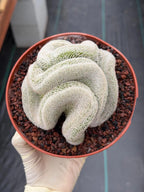 Mammillaria Perbella Crested Seed Grown Cactus #770