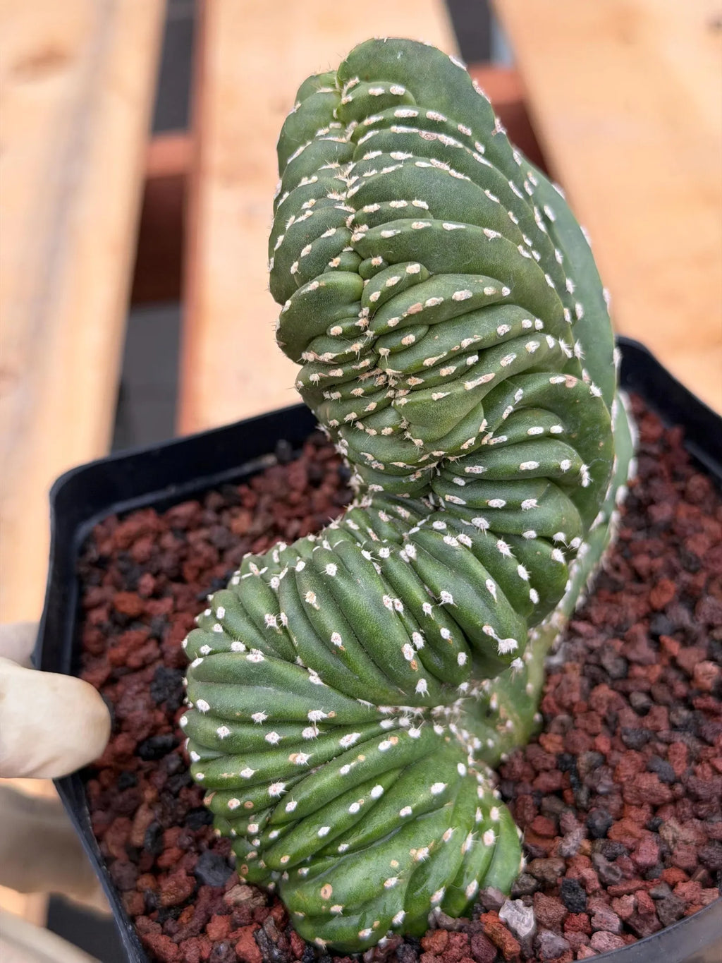 Crested Mexican Fence Post Cactus | Live Rare Plant #733