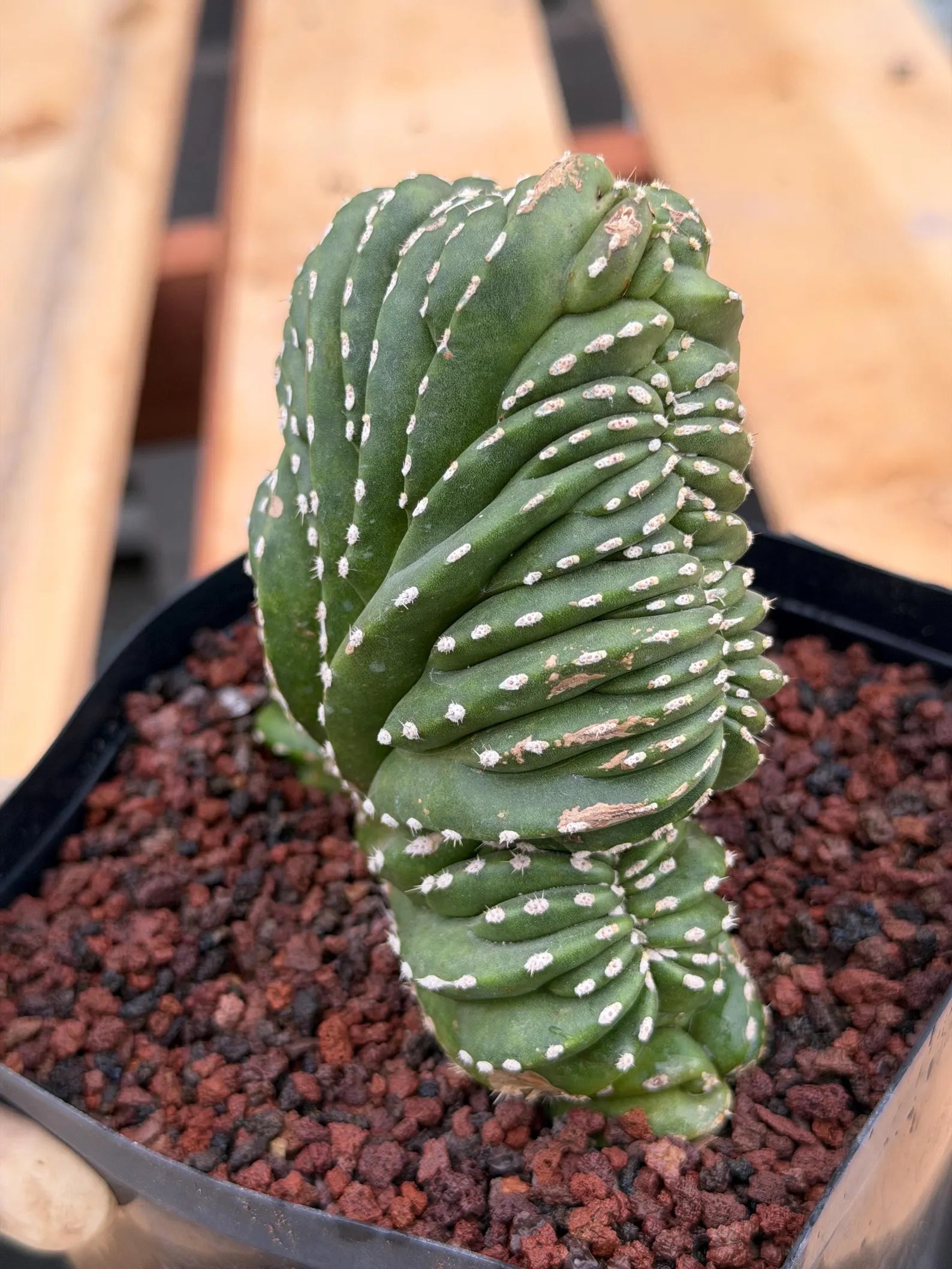 Crested Mexican Fence Post Cactus | Live Rare Plant #733