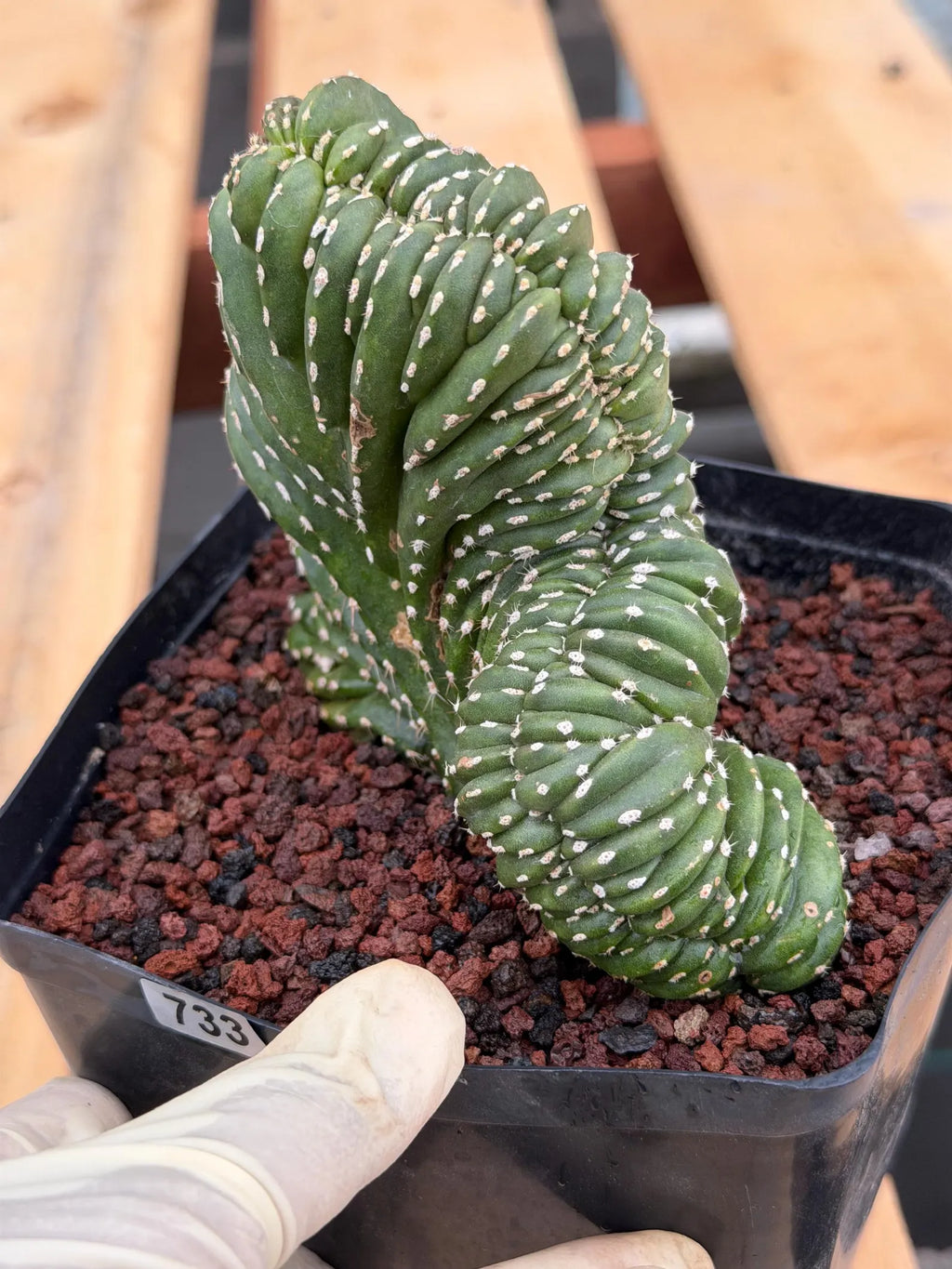 Crested Mexican Fence Post Cactus | Live Rare Plant #733