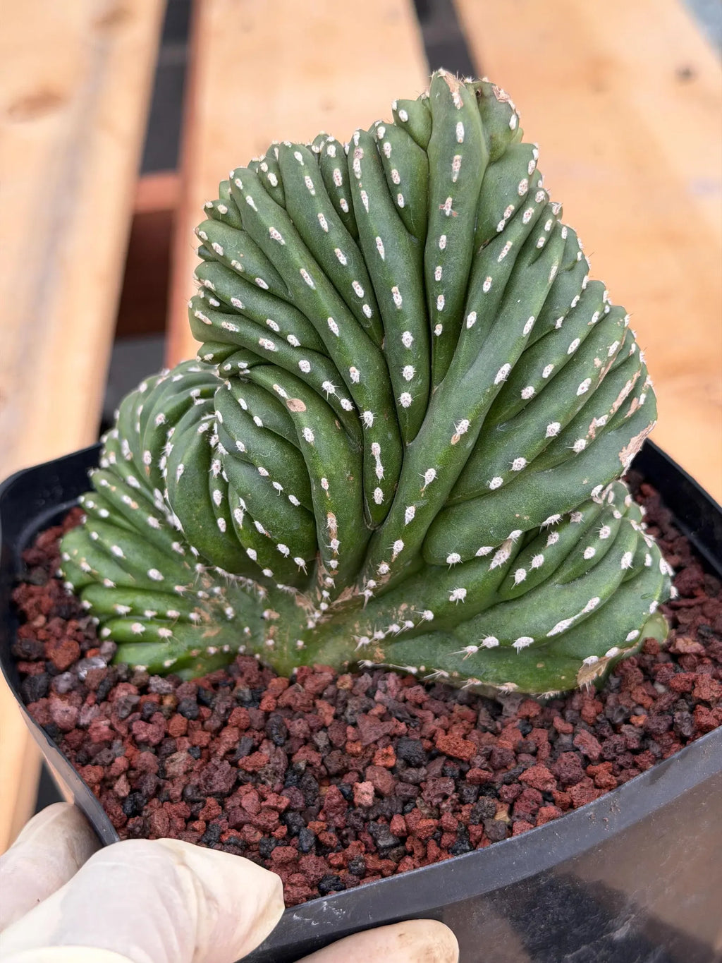 Crested Mexican Fence Post Cactus | Live Rare Plant #733