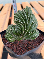 Crested Mexican Fence Post Cactus | Live Rare Plant #733
