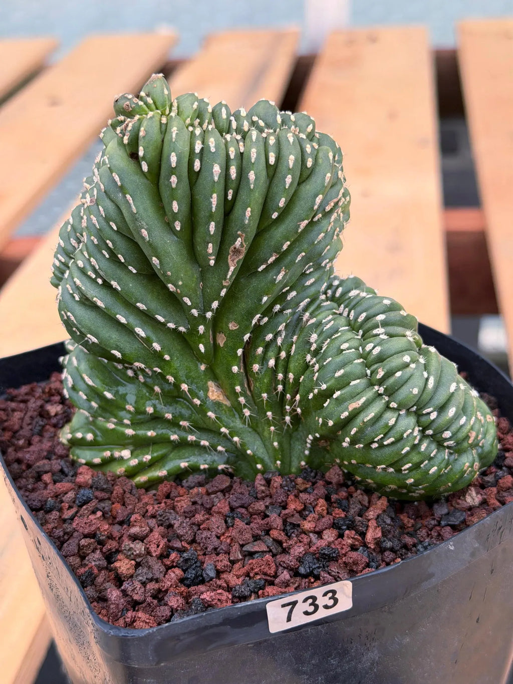 Crested Mexican Fence Post Cactus | Live Rare Plant #733