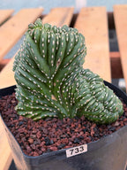 Crested Mexican Fence Post Cactus | Live Rare Plant #733