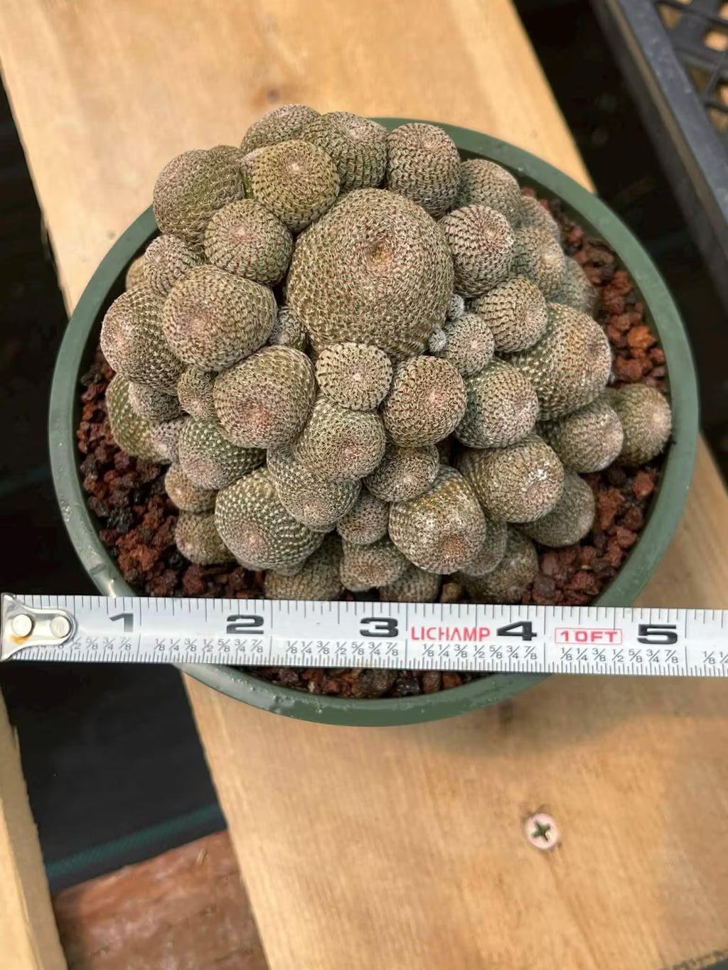 Rebutia Heliosa Cluster | Rare Live Cactus | Own Roots | Collector Cactus | 5" Pot Reference