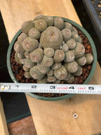 Rebutia Heliosa Cluster | Rare Live Cactus | Own Roots | Collector Cactus | 5" Pot Reference