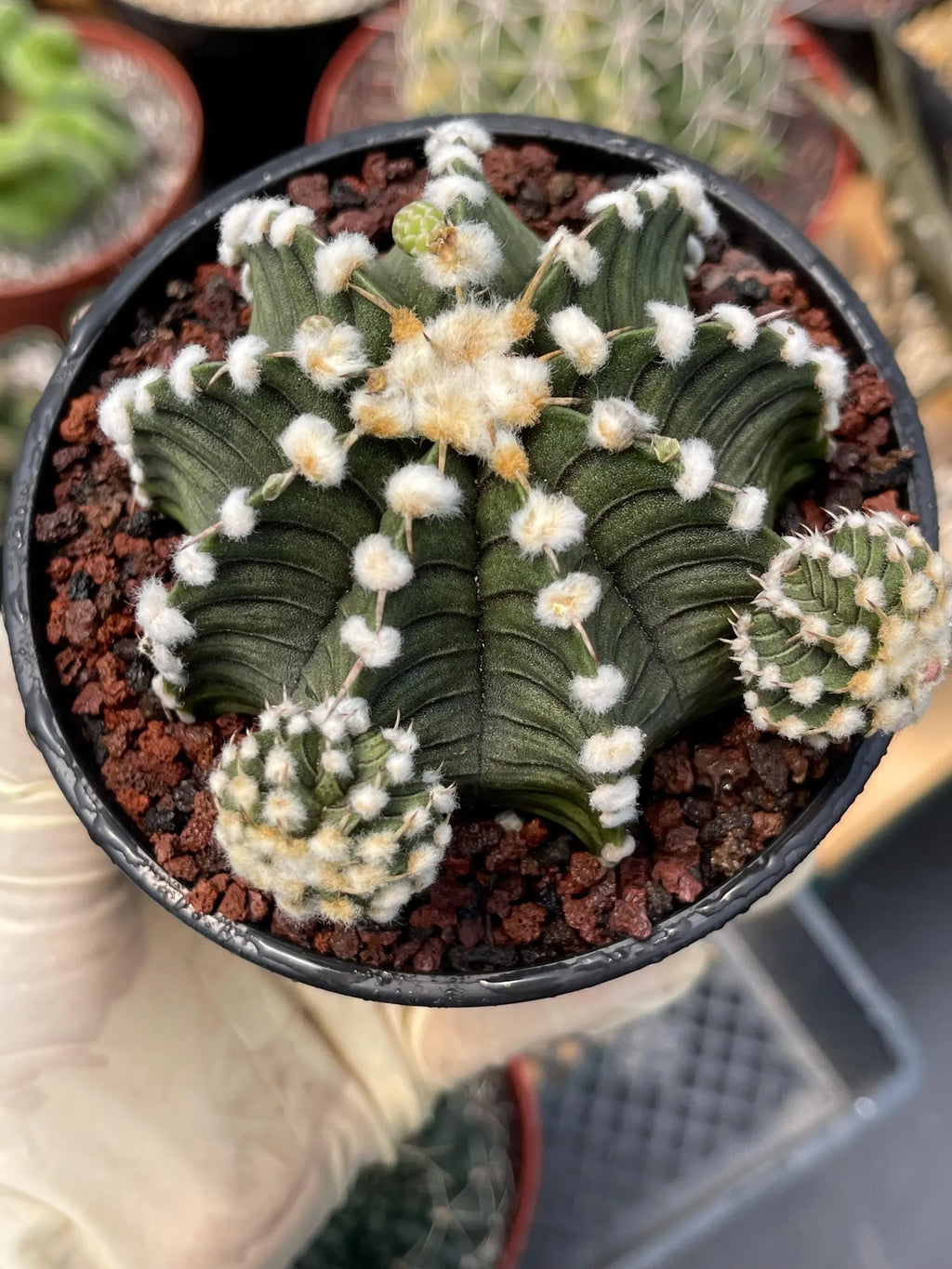 Gymnocalycium LB2178 with Pups #697 | Rare Live Cactus | Collector Cactus | Exact Plant | 4" Pot Reference