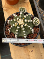 Gymnocalycium LB2178 with Pups #697 | Rare Live Cactus | Collector Cactus | Exact Plant | 4" Pot Reference
