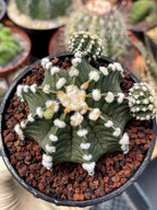 Gymnocalycium LB2178 with Pups #697 | Rare Live Cactus | Collector Cactus | Exact Plant | 4" Pot Reference