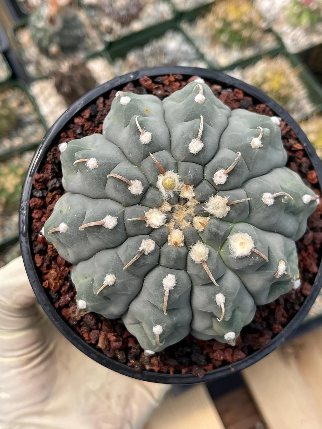 Gymnocalycium Vaterii Single Spine Seed Grown Live Cactus – Rare Collector Plant #617