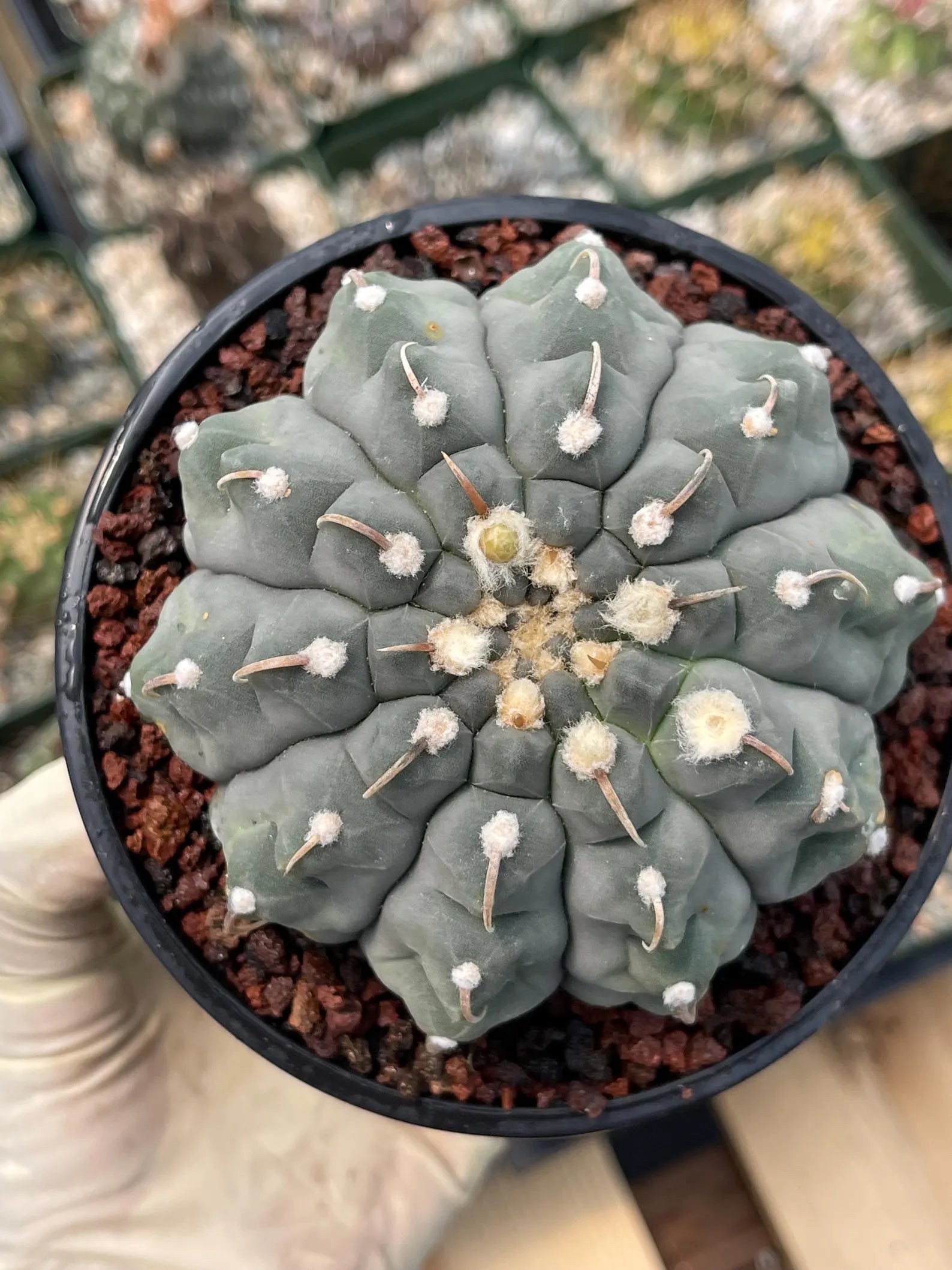 Gymnocalycium Vaterii Single Spine Seed Grown Live Cactus – Rare Collector Plant #617