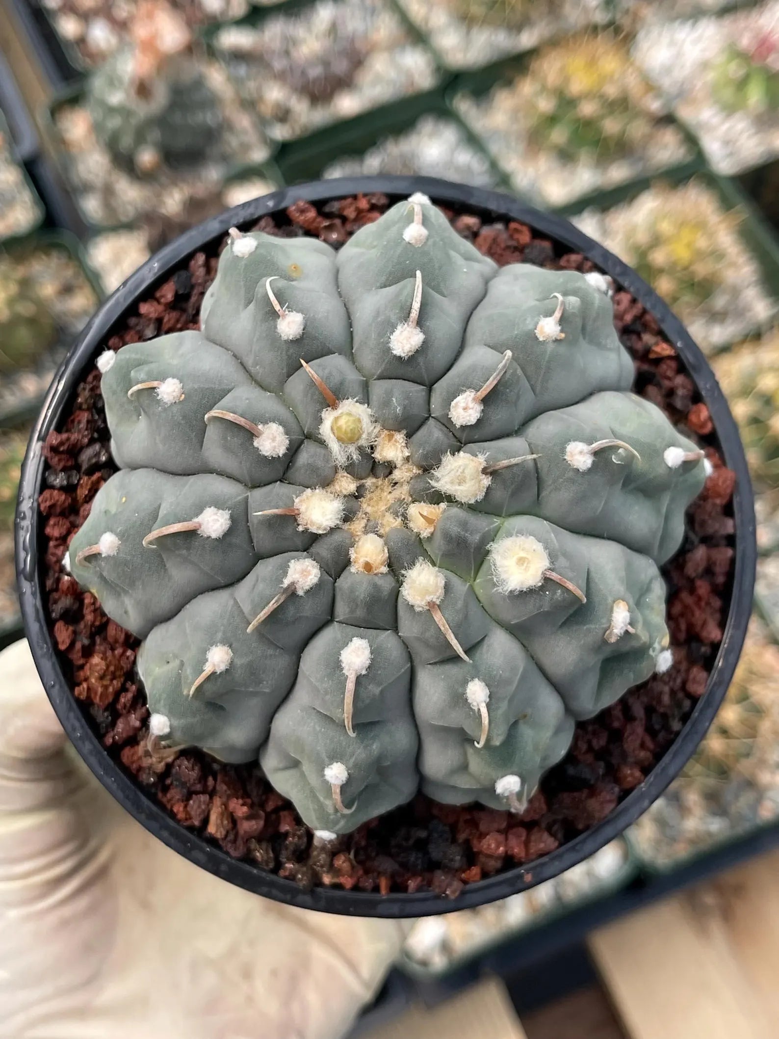 Gymnocalycium Vaterii Single Spine Seed Grown Live Cactus – Rare Collector Plant #617