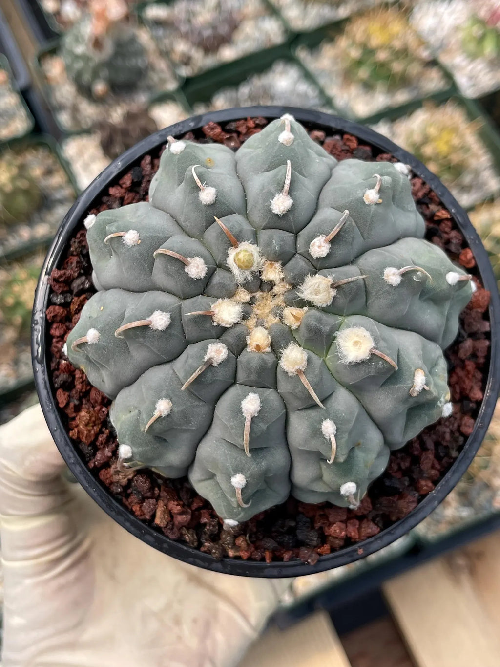 Gymnocalycium Vaterii Single Spine Seed Grown Live Cactus – Rare Collector Plant #617