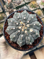 Gymnocalycium Vaterii Single Spine Seed Grown Live Cactus – Rare Collector Plant #617