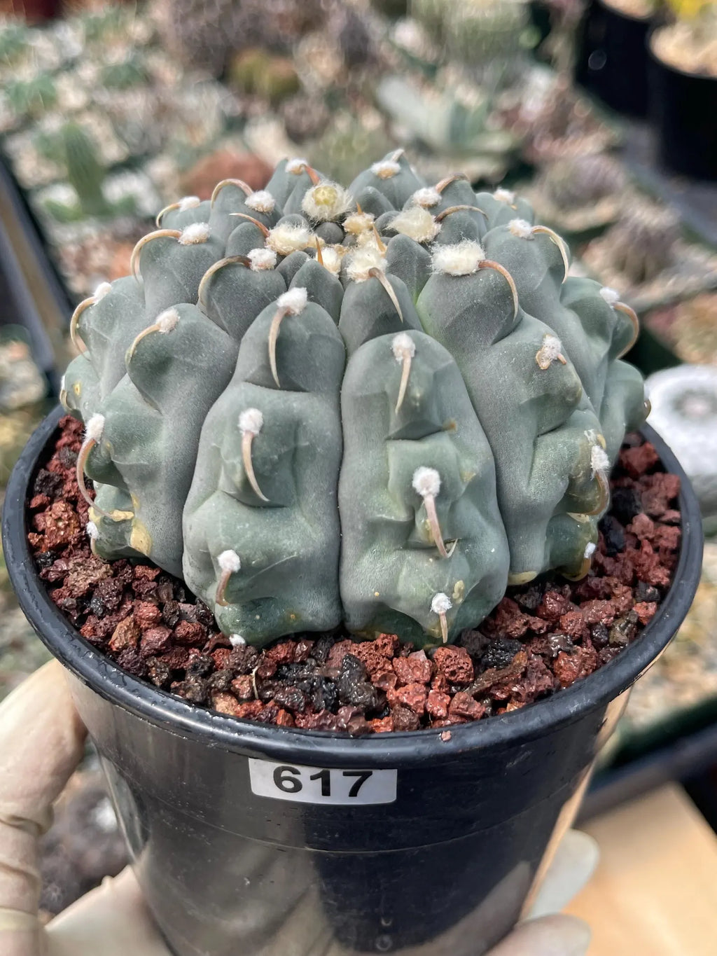 Gymnocalycium Vaterii Single Spine Seed Grown Live Cactus – Rare Collector Plant #617