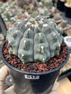 Gymnocalycium Vaterii Single Spine Seed Grown Live Cactus – Rare Collector Plant #617