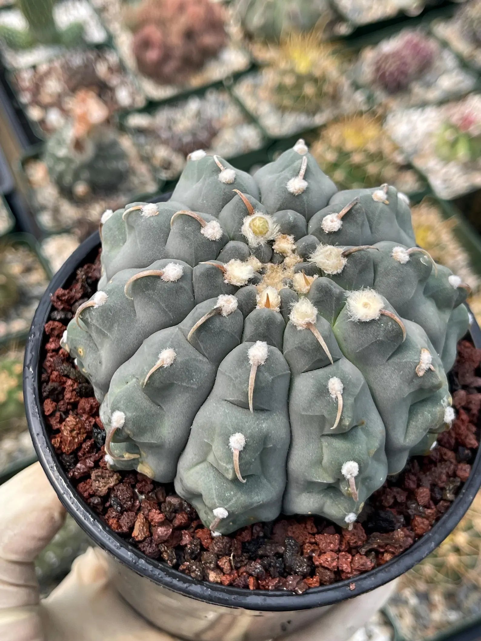 Gymnocalycium Vaterii Single Spine Seed Grown Live Cactus – Rare Collector Plant #617