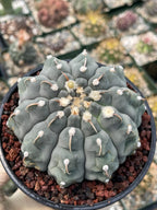 Gymnocalycium Vaterii Single Spine Seed Grown Live Cactus – Rare Collector Plant #617