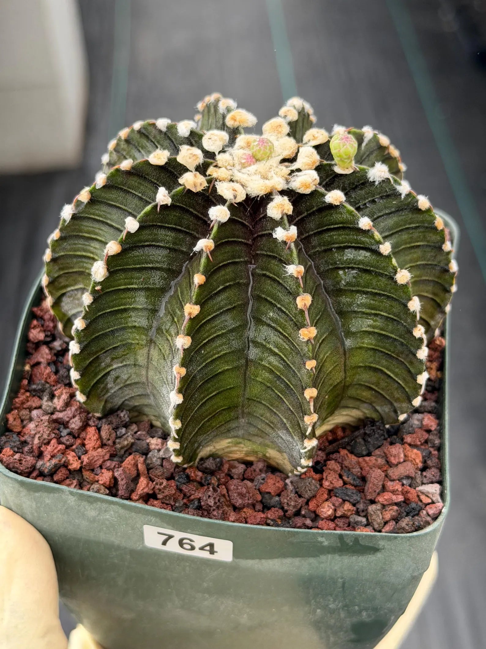 Gymnocalycium VOS1241 Rare Live Cactus #764