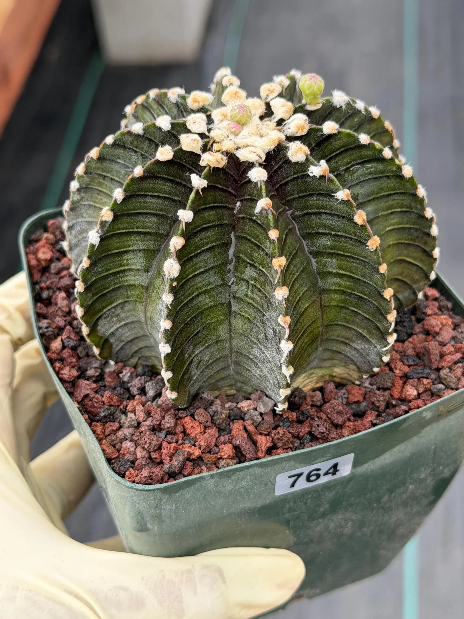 Gymnocalycium VOS1241 Rare Live Cactus #764
