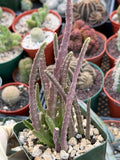 Stapelia Scitula Trailing Succulent | Rare Live Cactus Plant