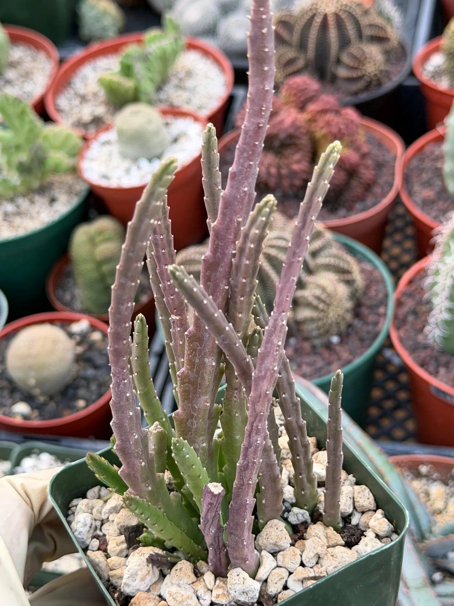 Stapelia Scitula Trailing Succulent | Rare Live Cactus Plant