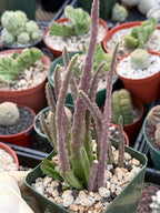 Stapelia Scitula Trailing Succulent | Rare Live Cactus Plant